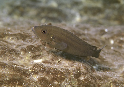 Pseudotropheus tursiops 'Chizumulu Island'